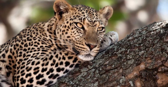 close-up-of-a-leopard-lying-in-branch-of-tree-PV44W69.jpg