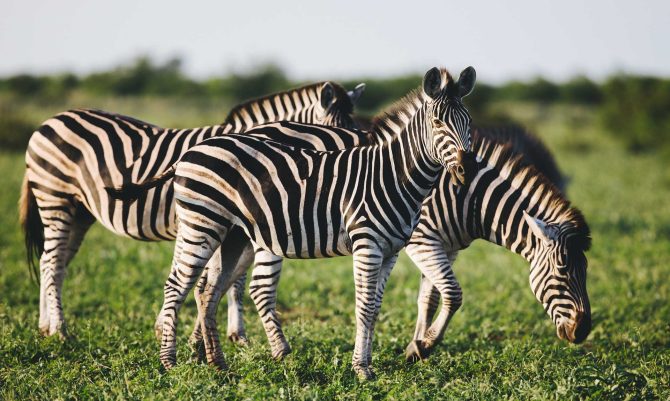 three-common-zebras-foraging-on-savanna-Z45GP7M.jpg